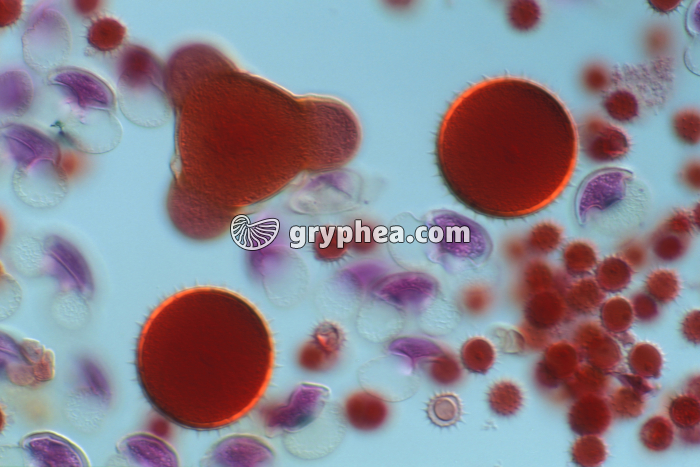 Pollens divers mélangés (Courge, Mauve, Pin) x70 - gryphea.org